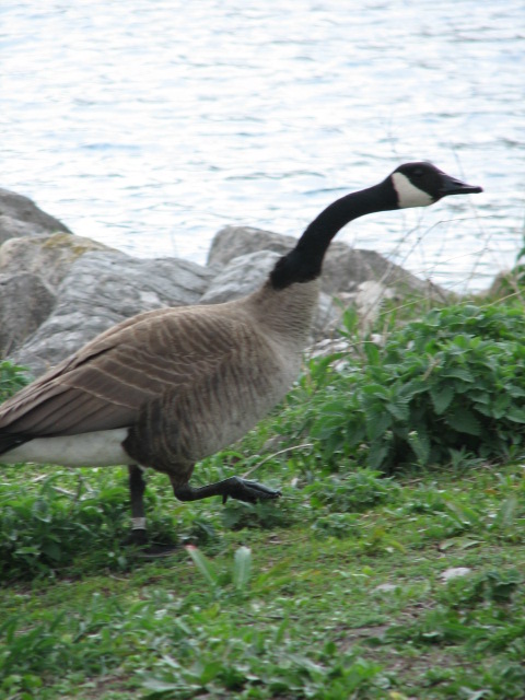 The Ducks Were Entertaining (Geese)