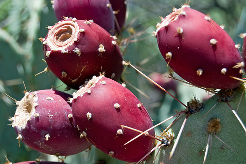 Prickly Pear Cactus, another beautiful plant to add to your flower garden.
