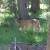 A deer who liked to frequent our campsite