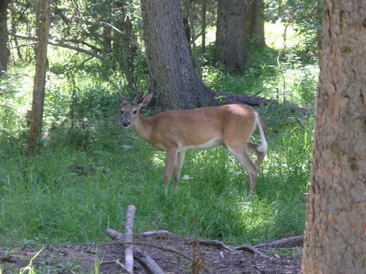 A deer who liked to frequent our campsite