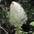 Bear Grass Flower near St. Mary Lake