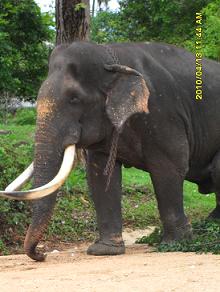 Wild Tusker who's eyes are blind because of human cruelty