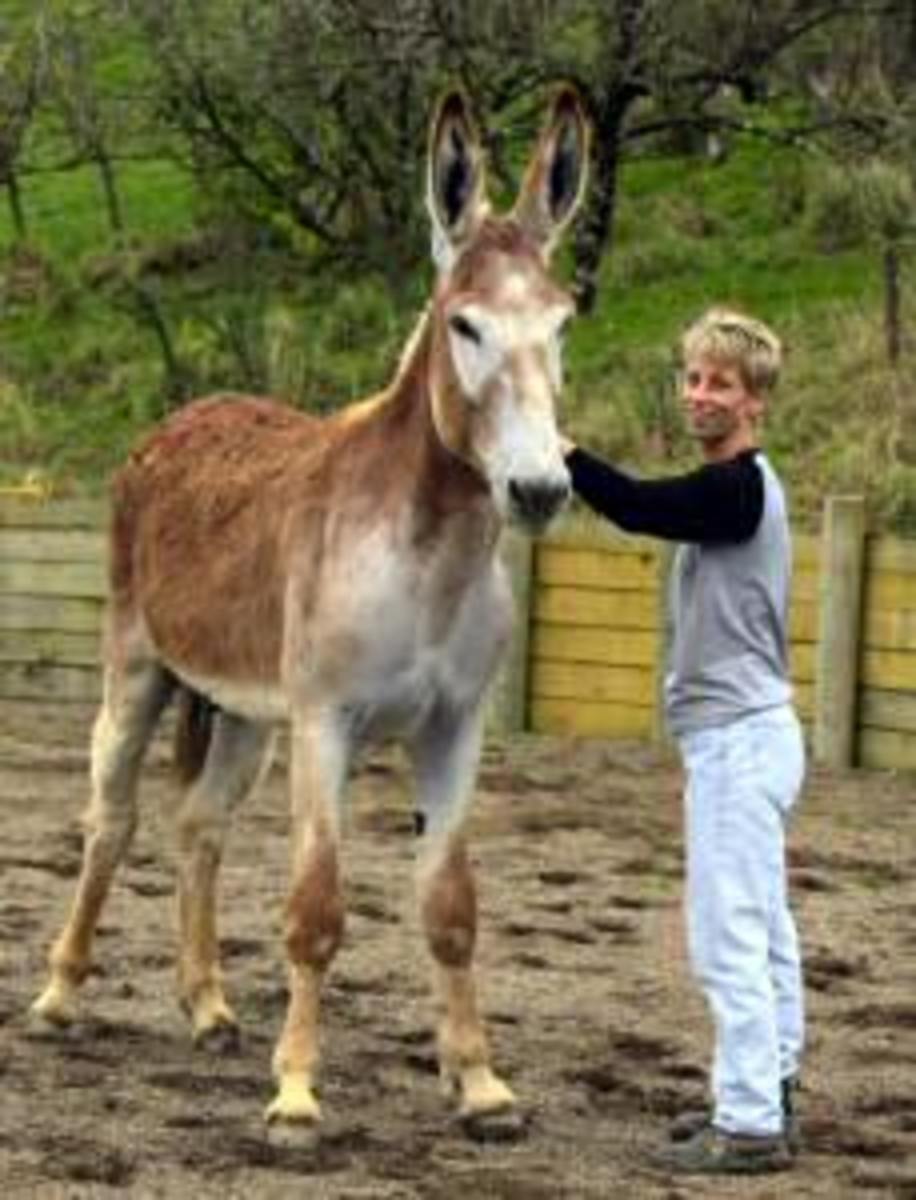 Mammoth Donkeys Biggest Largest Breed Of Donkey In The World Hubpages ...