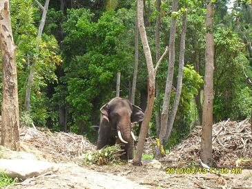 A wild Elephant feeding itself