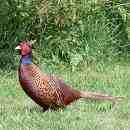 Cock Pheasant 