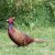 Cock Pheasant 