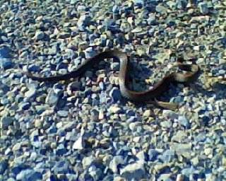 Baby Red Belly snake along the trail. Photo credit: Ben Zoltak
