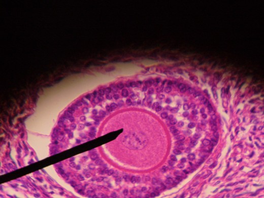 Primary Follicle