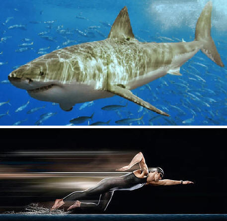 White shark from Wikimedia Commons and Phelps in Fastskin origin unknown (whoops, sorry!)