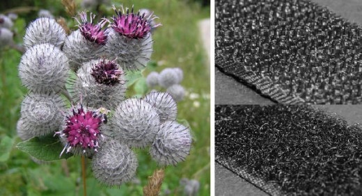 Burdock and Velcro hooks and loops from Wikimedia Commons