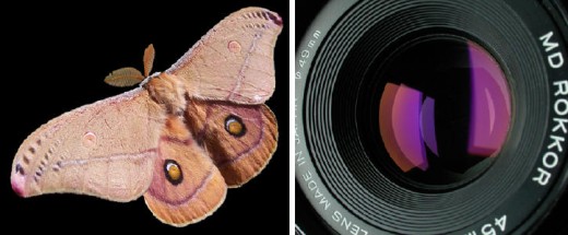 Emperor Gum Moth and Anti-Reflective lens from Wikimedia Commons