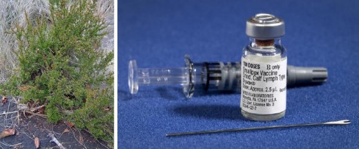 Myrothamnus flabellifolia and Smallpox vaccine from Wikimedia commons