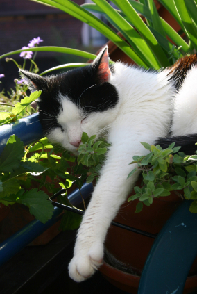 Catnip plants have an almost hypnotic effect on cats!