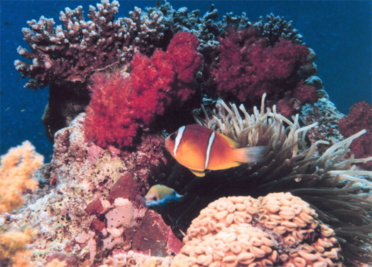 beautiful coral reef