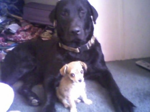 Yager and Baby Jazz.