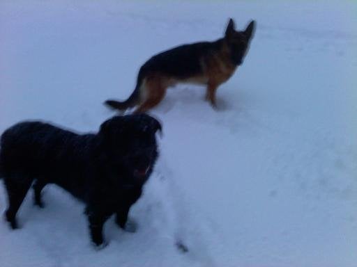 Yager and Gunner in the snow. 