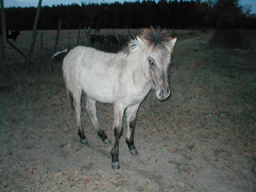 A very young Pleasant Hill King