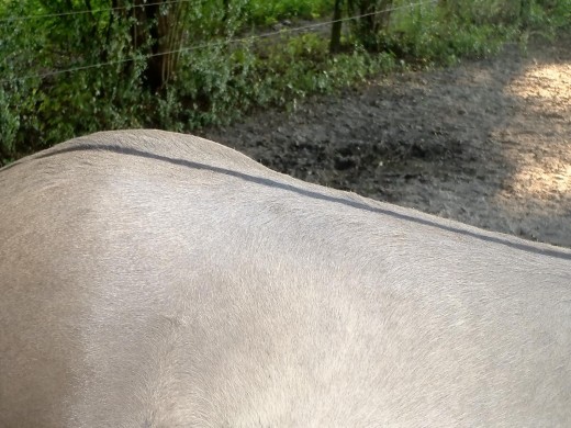 The dorsal stripe