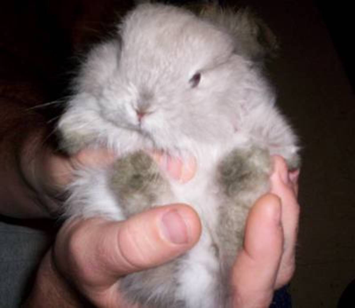 new jersey wooly rabbit