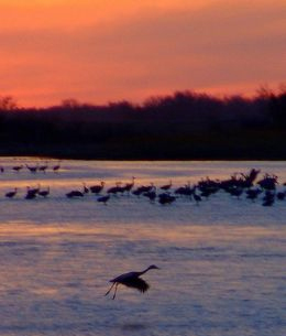 Sandhill Cranes on the Platte. Photo by Steve Deger.