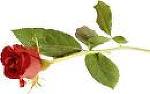 A Rose for Kanaka