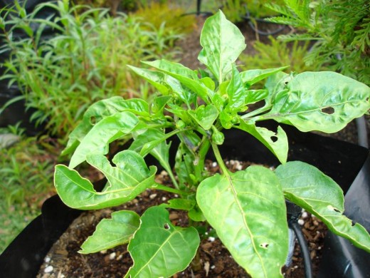 This snail-chewed pepper plant can use a fertilizer lift!
