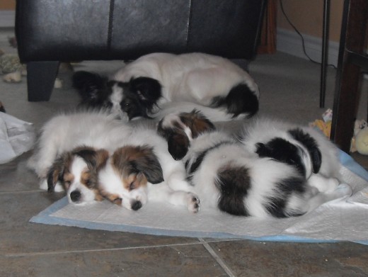 Pooped Pappy Pile Pooped Pappy Pile