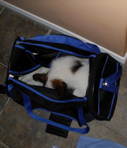 It's In The Bag It's In The Bag