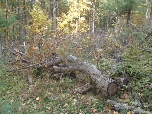 Red Oak