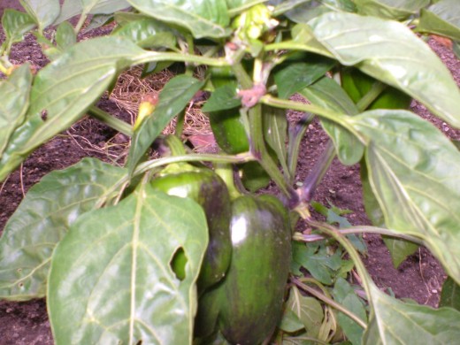 aubergines on the allotment