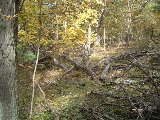 More Red Oak