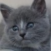 greatmothersdayg profile image
