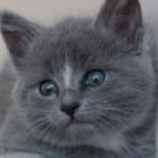 greatmothersdayg profile image