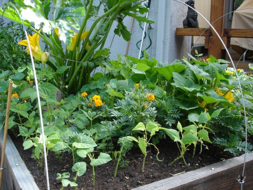 Squash and beans make good companions.