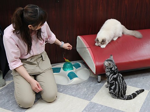 What is the best job in the world? Being the Nekobukuro Cat's House keeper of course!