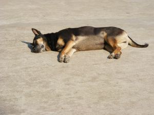 Procrastinating dog