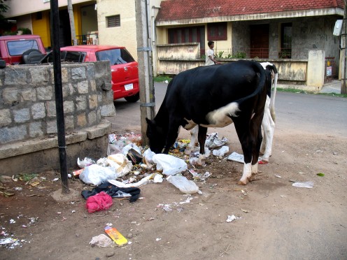 No Green Grass for the Cow.The Owner a Local Vote Bank allows the cows to go anywhere to find the food they want till it is time for him to milk his money,the milk sold door to door as he milks the cow. Chief Minister will never be shown this when he