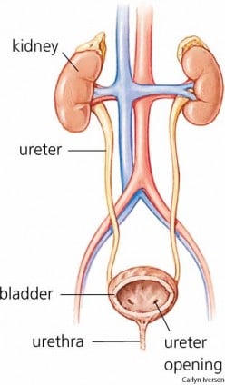How to Cure a Urinary Tract Infection (UTI) Naturally