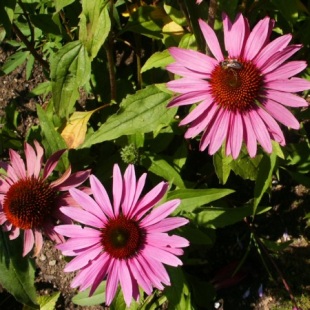 eachinacea flowers