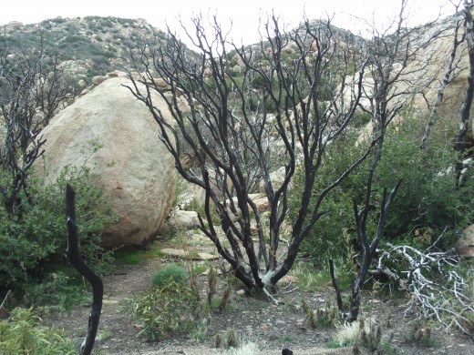 A larger charred bush that is surrounded by large boulders out at The Pinnacles.