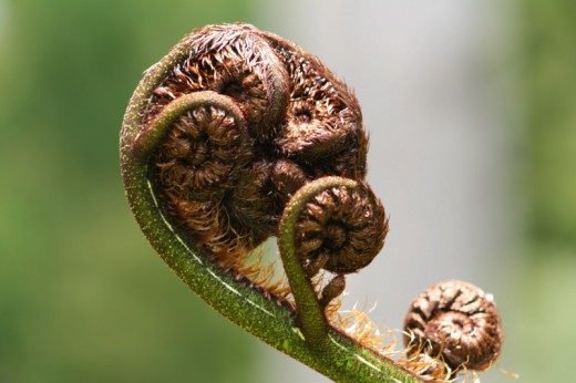 A ponga - the koru is an emblem