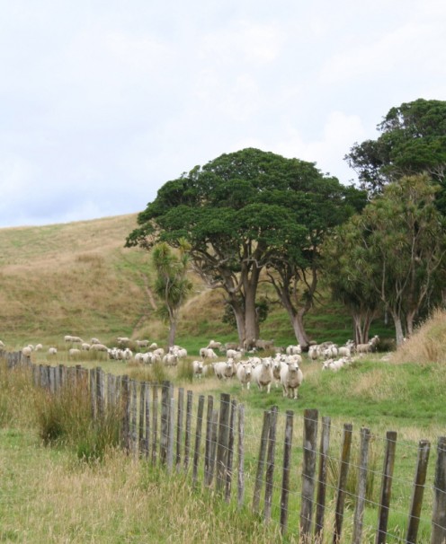 Sheep out number people in New Zealand