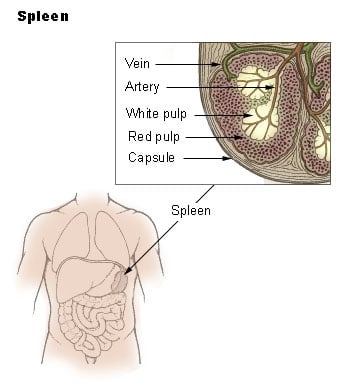 Image courtesy of http://training.seer.cancer.gov