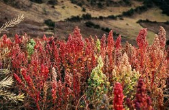 What are the Benefits of Quinoa