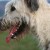 Irish Wolfhound 4