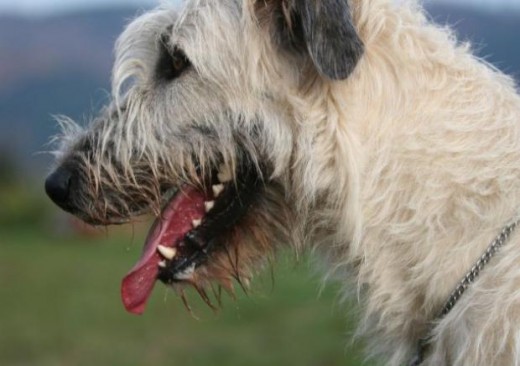 Irish Wolfhound 4