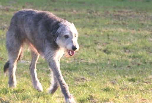 Irish Wolfhound 8