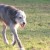 Irish Wolfhound 8