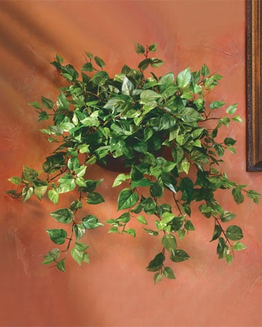 Silk plants come in many sizes, and silk hanging plants don't shed leaves!