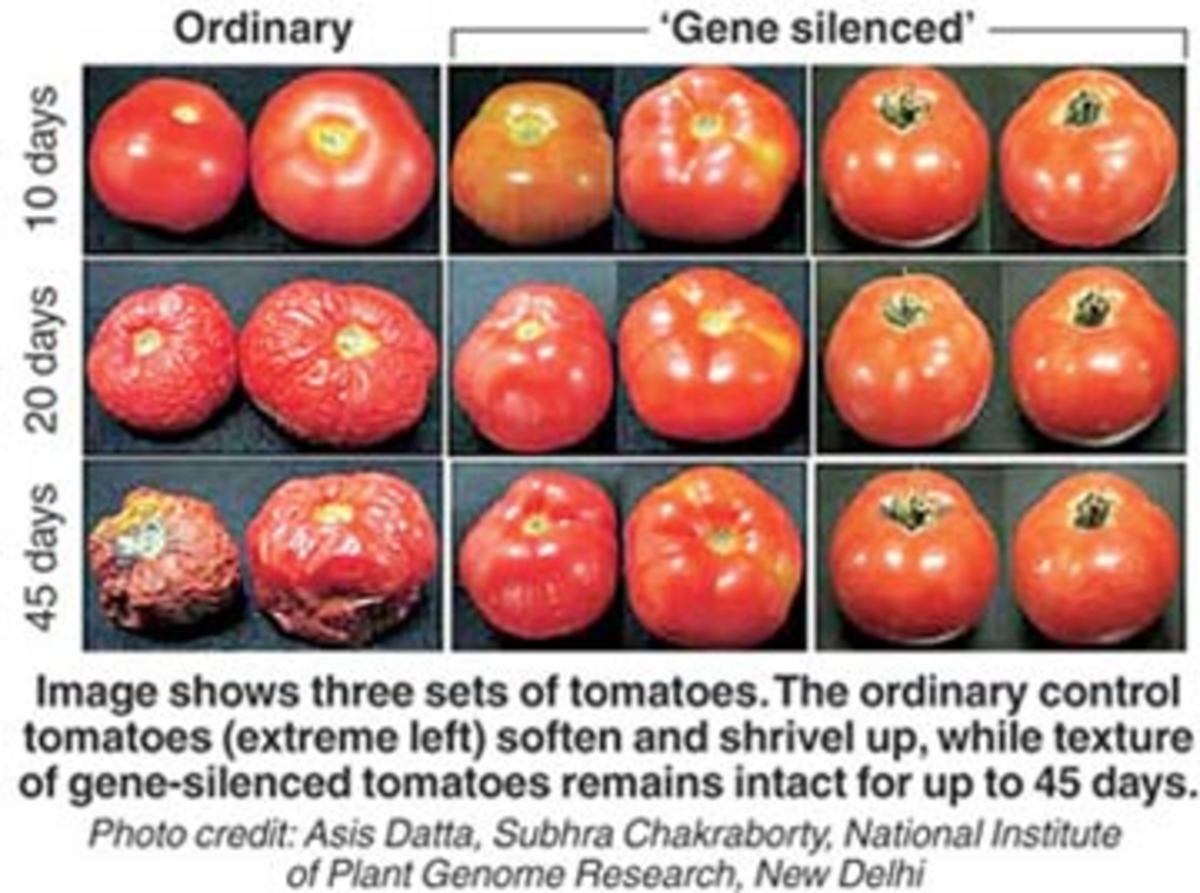 What are some advantages and disadvantages of GMOS?